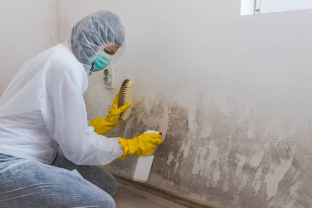 Best Mold Removal for HVAC Installations  in San Marcos, CA