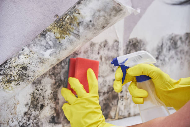 Best Mold Prevention Services  in San Marcos, CA